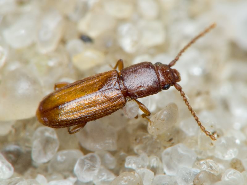Placonotus testaceus (Fabricius, 1787)